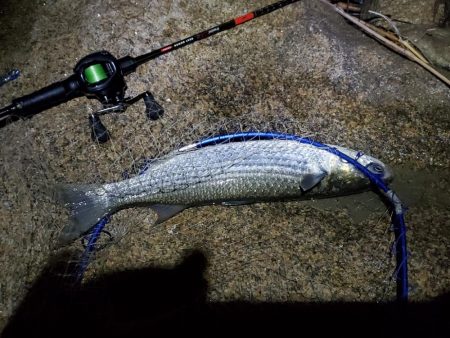 ミニマム更新 小チヌとトドに遊ばれる