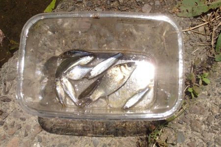 小物釣り四目