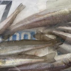 シロギスタのDo As Infinityな一日