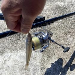 シロギスタの続、渋釣行