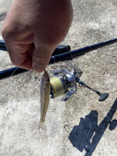 シロギスタの続、渋釣行