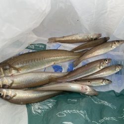 酔いどれシロギスタの今シーズン初二桁