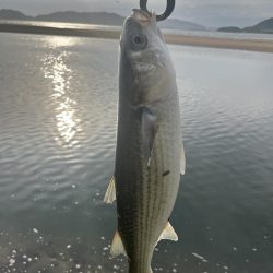 ナレージジャークでまさかのあの魚