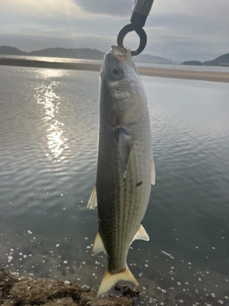ナレージジャークでまさかのあの魚
