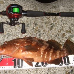 シーズン初アコウ