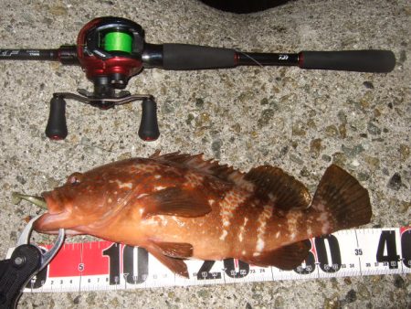 シーズン初アコウ