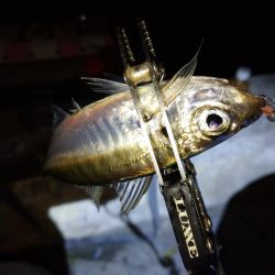 今夜もダメ元でアジング