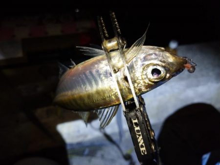 今夜もダメ元でアジング