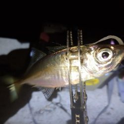 今夜は巻き巻き