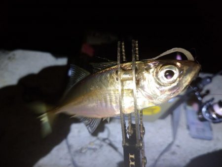 今夜は巻き巻き