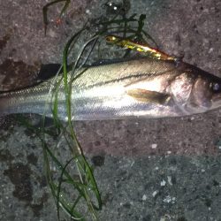 朝・夕マズメ釣行