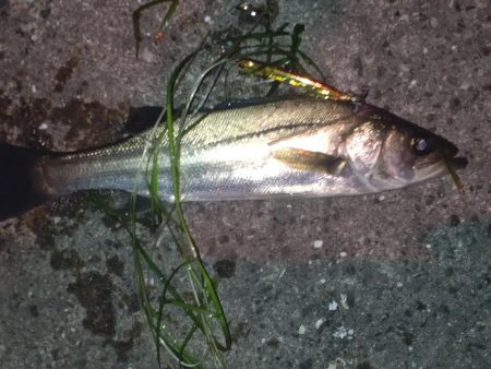 朝・夕マズメ釣行