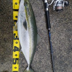 セットアッパーでメジロ2発