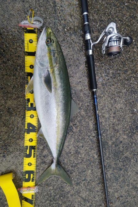 セットアッパーでメジロ2発