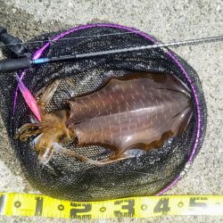 ムラチェで春イカ