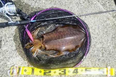 ムラチェで春イカ