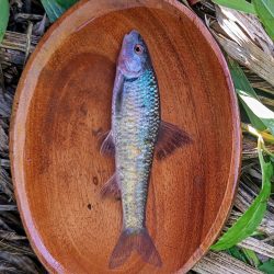 武庫川水系でタナゴ釣り