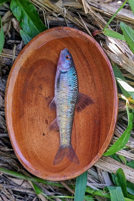 武庫川水系でタナゴ釣り