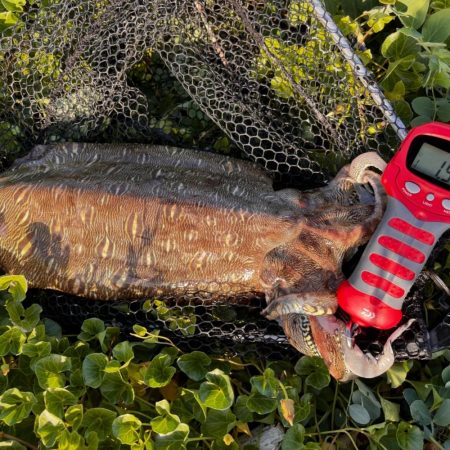 春イカエギング