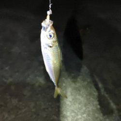 メバルの気配無し