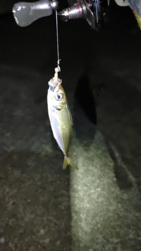 メバルの気配無し