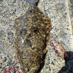 アオリ、ガシラ狙いのはずがまさかの