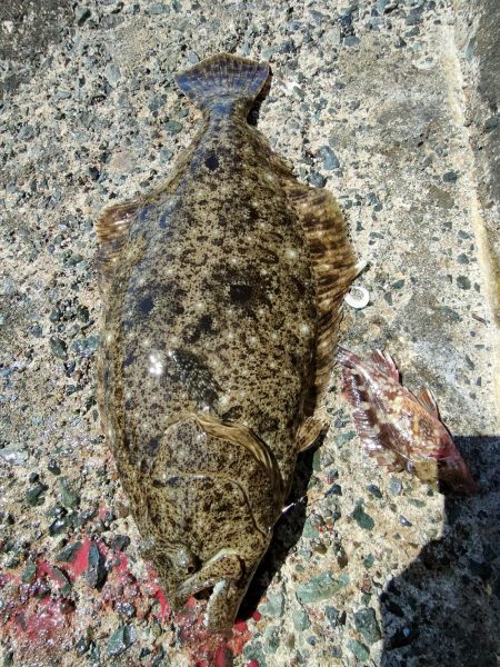 アオリ、ガシラ狙いのはずがまさかの