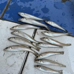 ★★お手軽にキスの数釣り★★