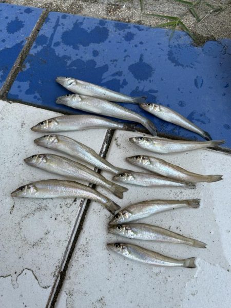 ★★お手軽にキスの数釣り★★