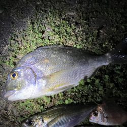 煙樹ヶ浜5月3日ゴールデンウィーク、アジ、へダイ