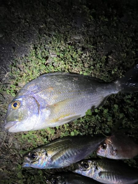 煙樹ヶ浜5月3日ゴールデンウィーク、アジ、へダイ