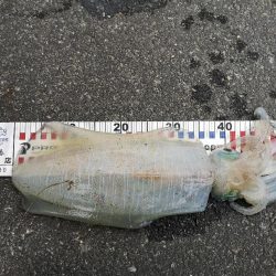 アオリを求めて