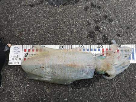 アオリを求めて