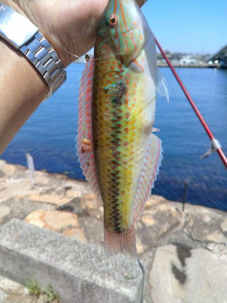 釣友が東二見に集まりました