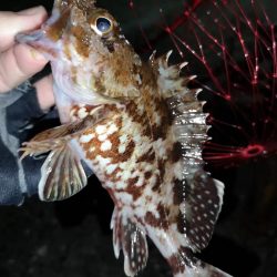 フラットフィッシュ