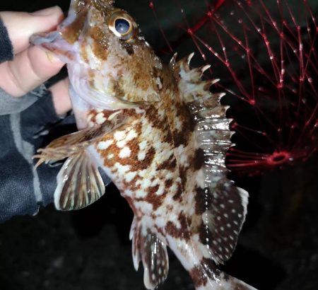 フラットフィッシュ