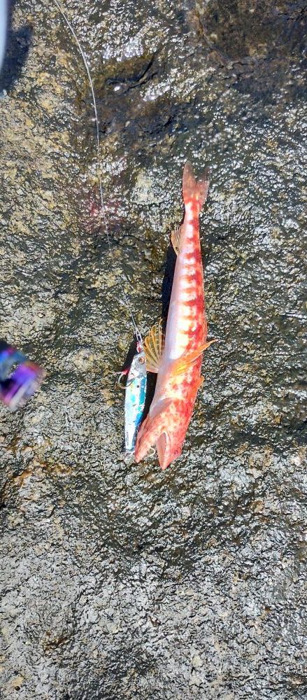 美味しい根魚とエソ