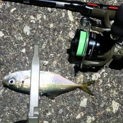 2024/05/04 南港ライトゲーム釣行