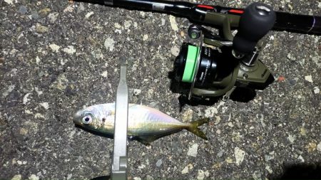 2024/05/04 南港ライトゲーム釣行