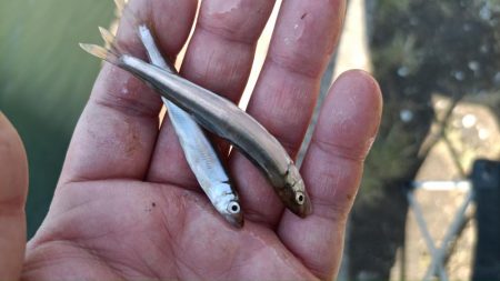 2024/05/09 大阪市内河川 稚鮎釣…