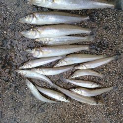 境水道のキス釣査