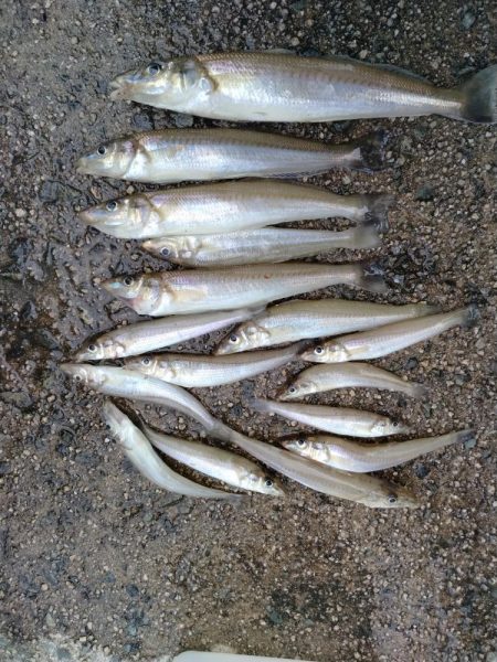 境水道のキス釣査