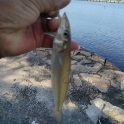 買い物待ち釣行