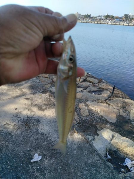 買い物待ち釣行