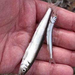 2024/05/19 大阪市内河川 稚鮎釣り