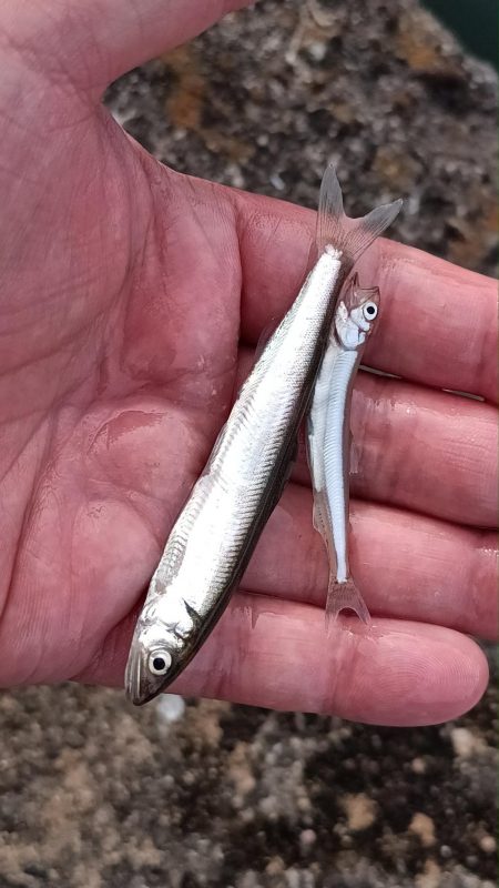 2024/05/19 大阪市内河川 稚鮎釣り