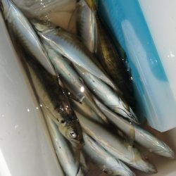 まだまだ釣れます