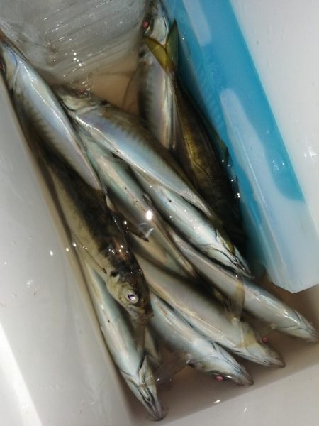 まだまだ釣れます