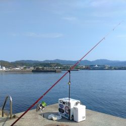 淡路島キスの活性調査