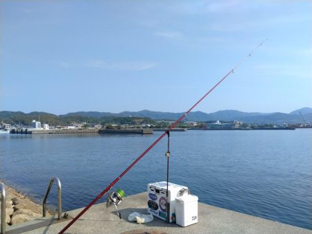 淡路島キスの活性調査